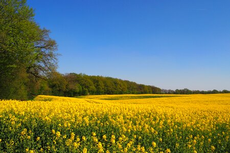Rape blossom yellow bright