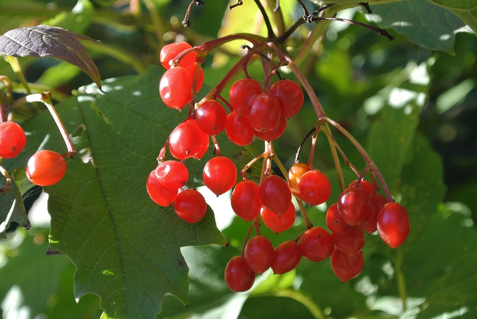 Rowanberries nature bush