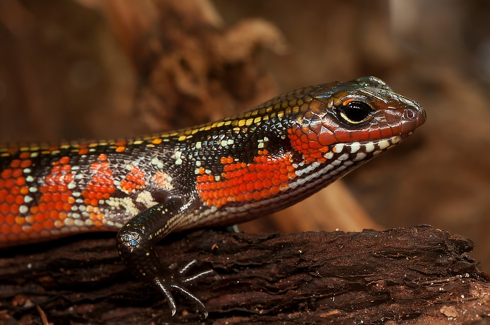 Reptile terrarium zoo