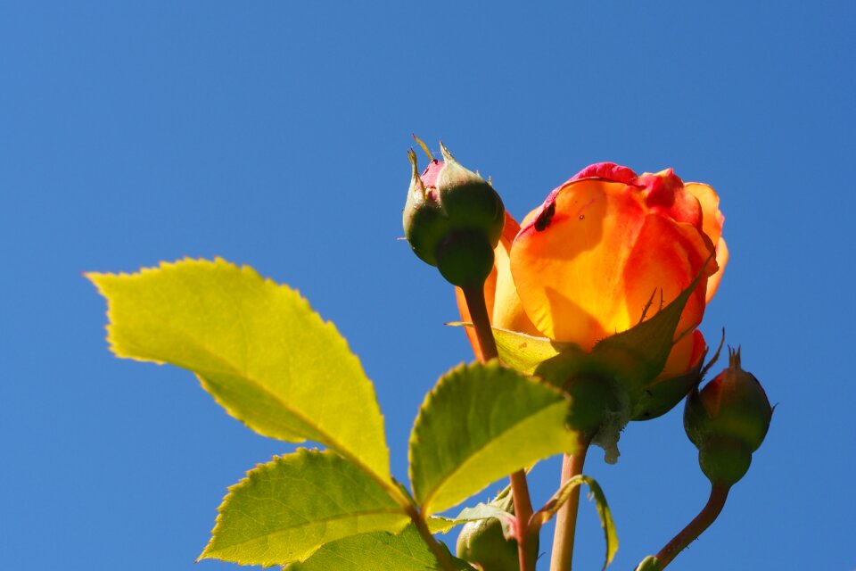 Rose rose bloom rosebud
