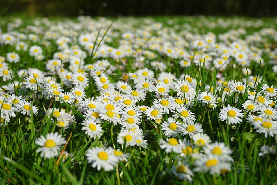 Meadow grass flower