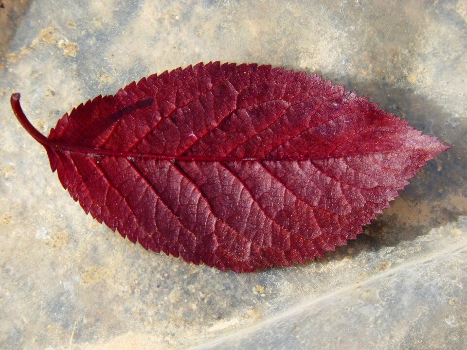 Plum leaf red leaf reverse