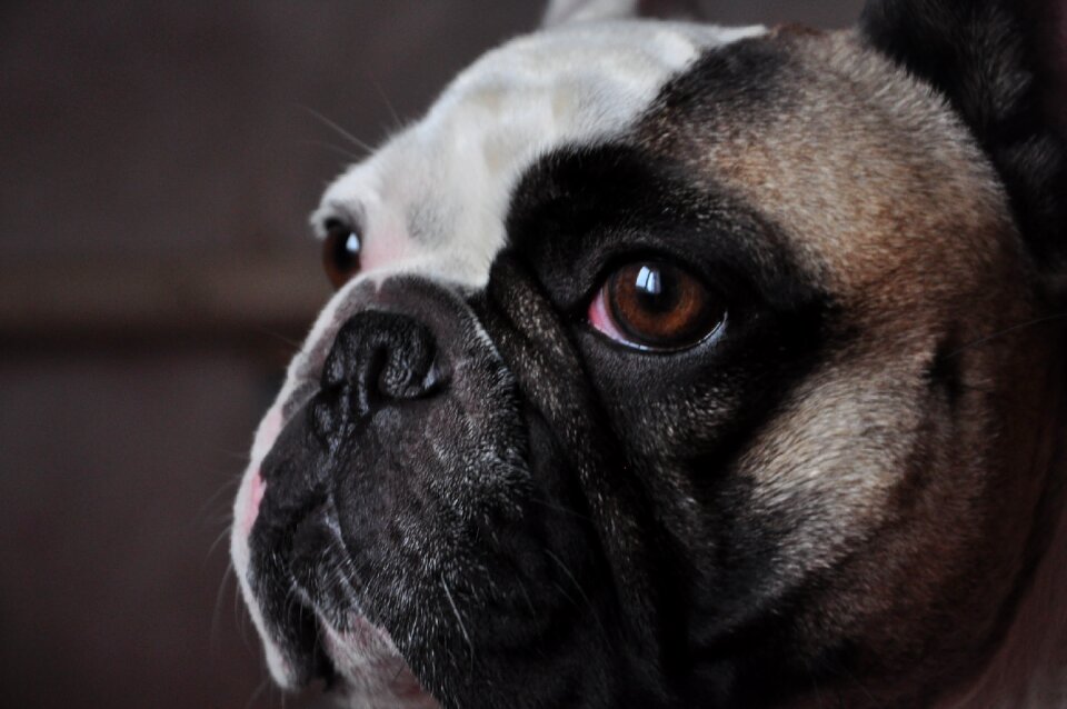 French bulldog smart look dog