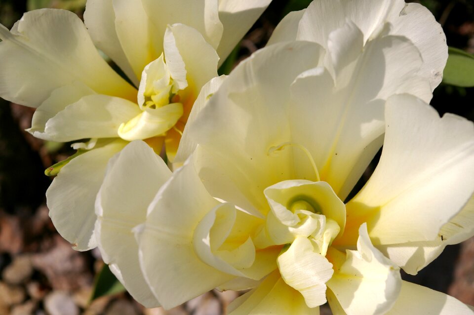 Spring blossom bloom