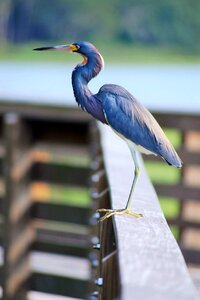 Bird wildlife