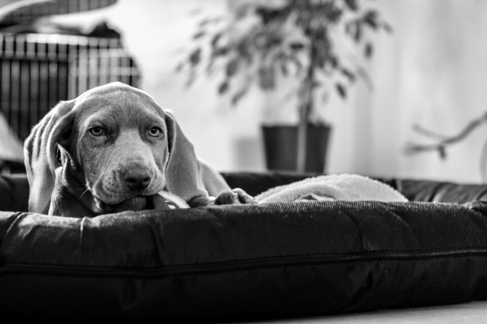Snout animal portrait black and white