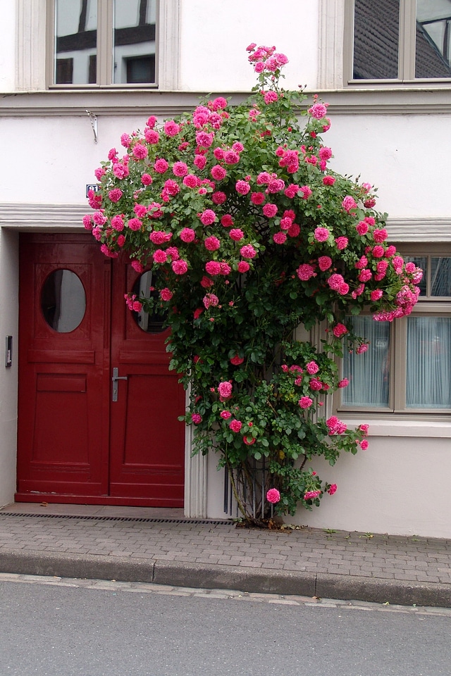 Door flower rose