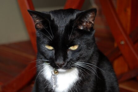 Tuxedo cat pet female photo