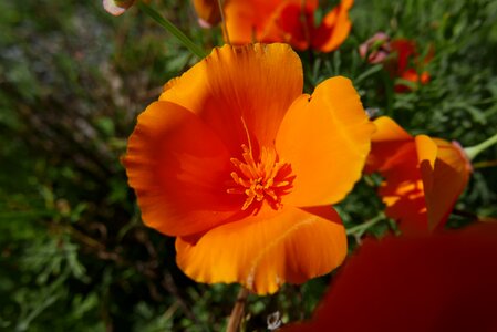 Nature plant orange flower