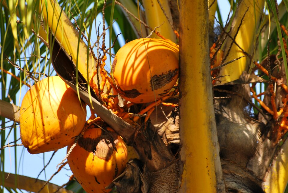 Tropical coconut tree island