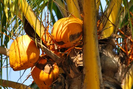 Tropical coconut tree island photo