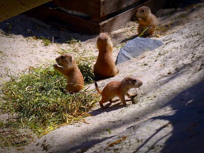 Animal rodent sweet