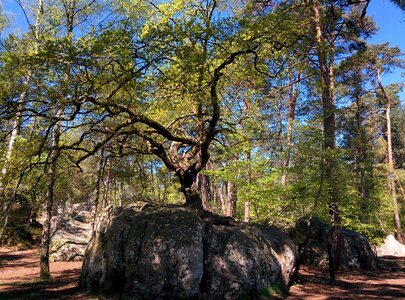 Fontainebleau forest forest fontainebleau photo