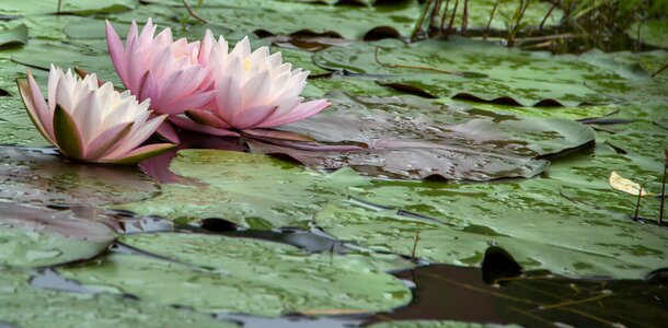 Water lilies flowers early in the morning