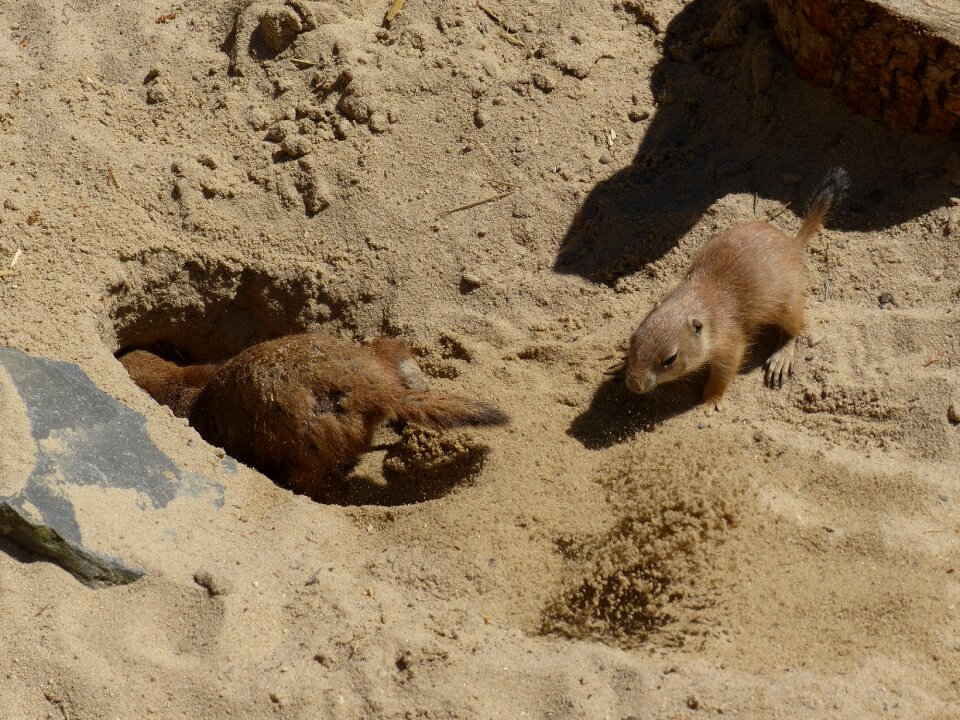 Foxhole digging animal
