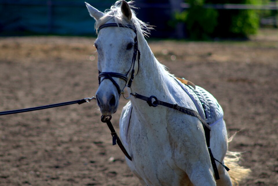 The head of a horse ride around horse
