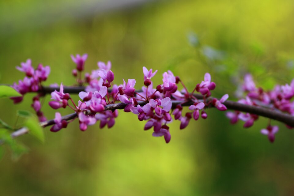 Garden pink flowers nature