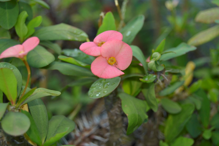 Ornamental plants bud plants