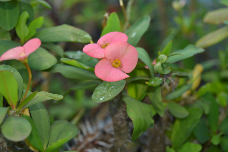 Ornamental plants bud plants photo