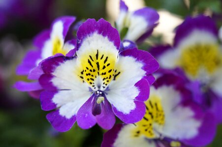 Flowering plant balcony plant orchid little man