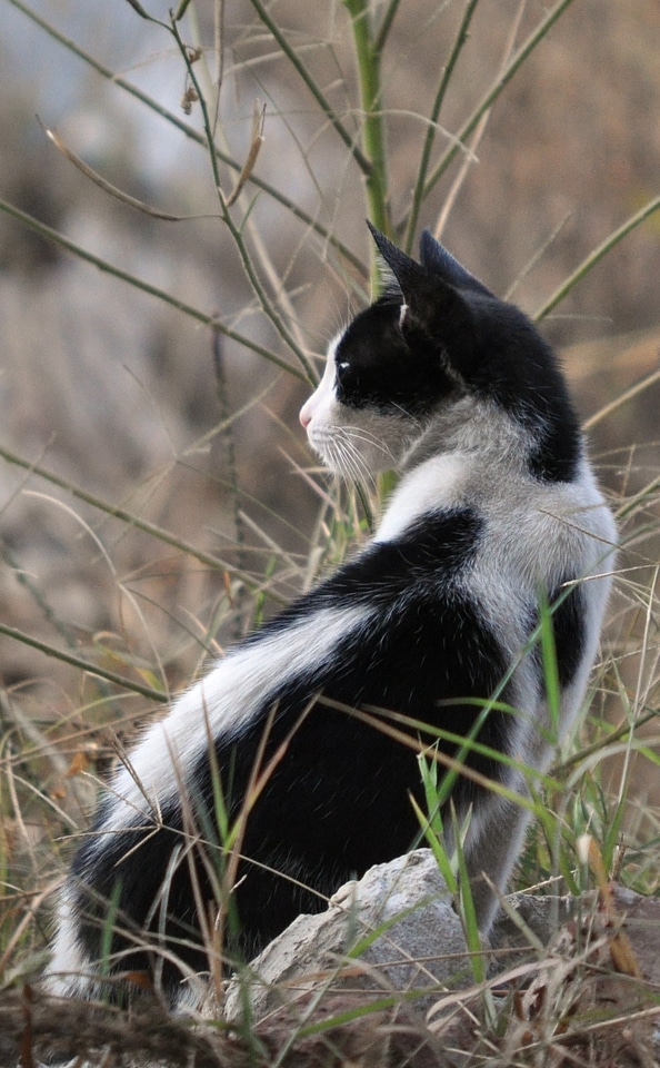 Feline kitty pet