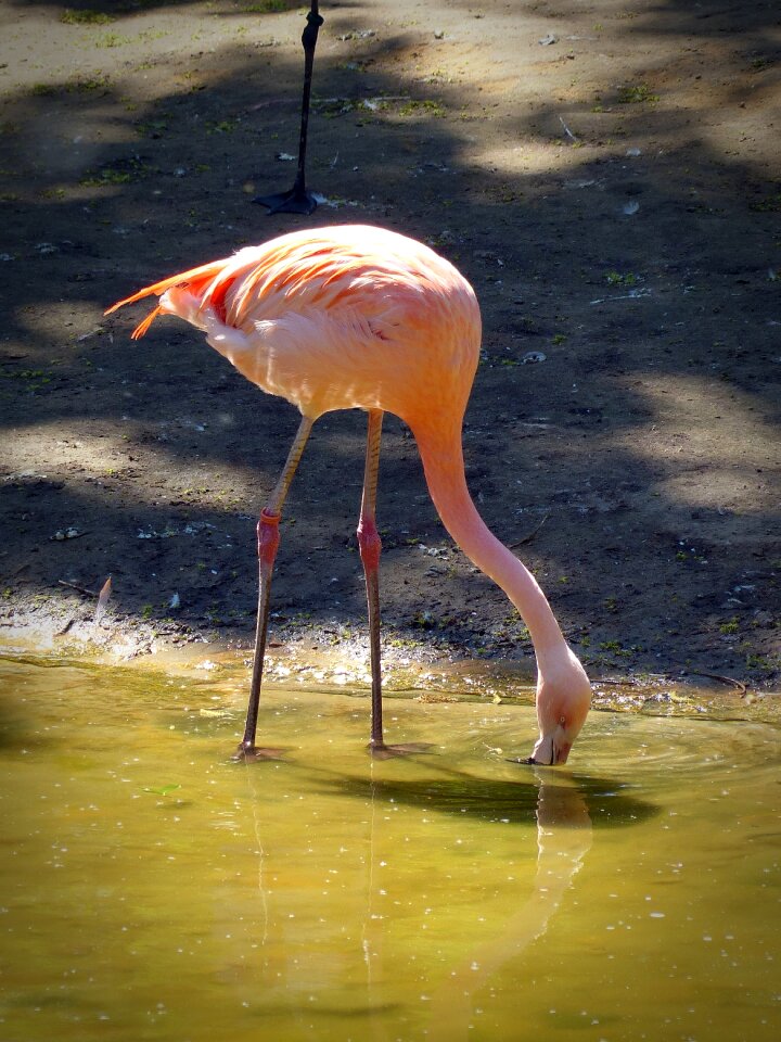 Nature pink feather