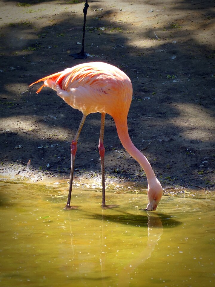 Nature pink feather photo