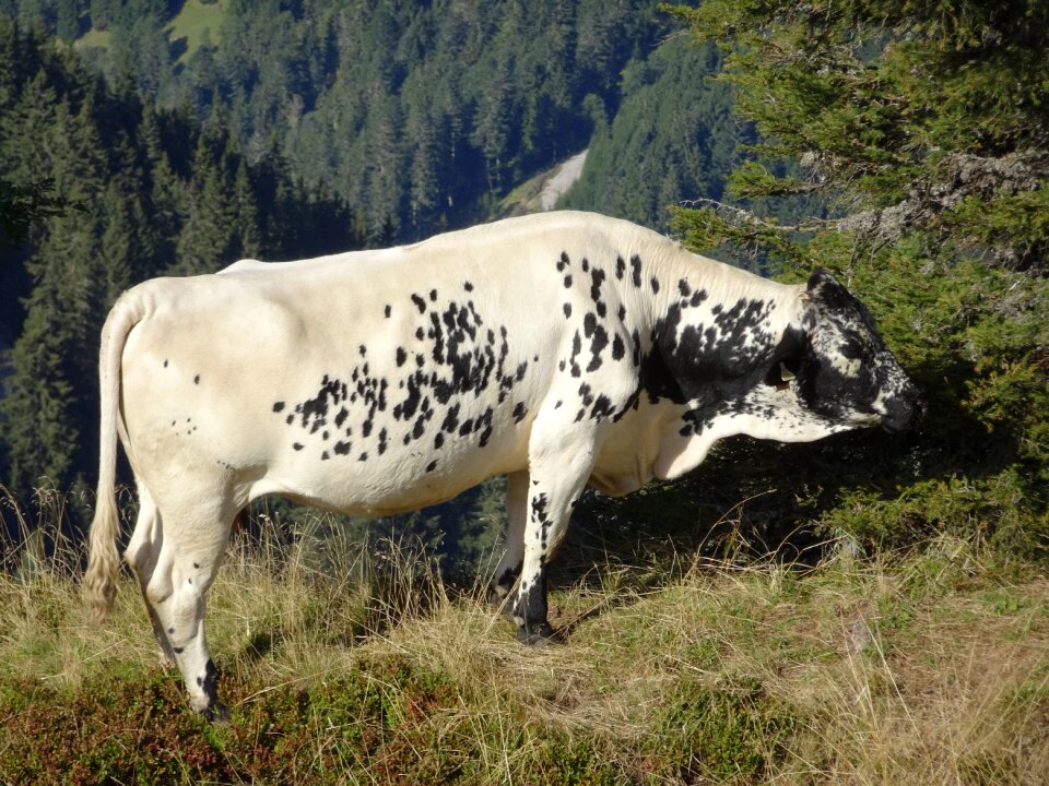 Animals nature alm