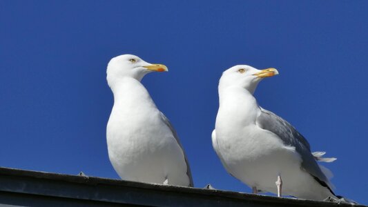 Animals bird seagull