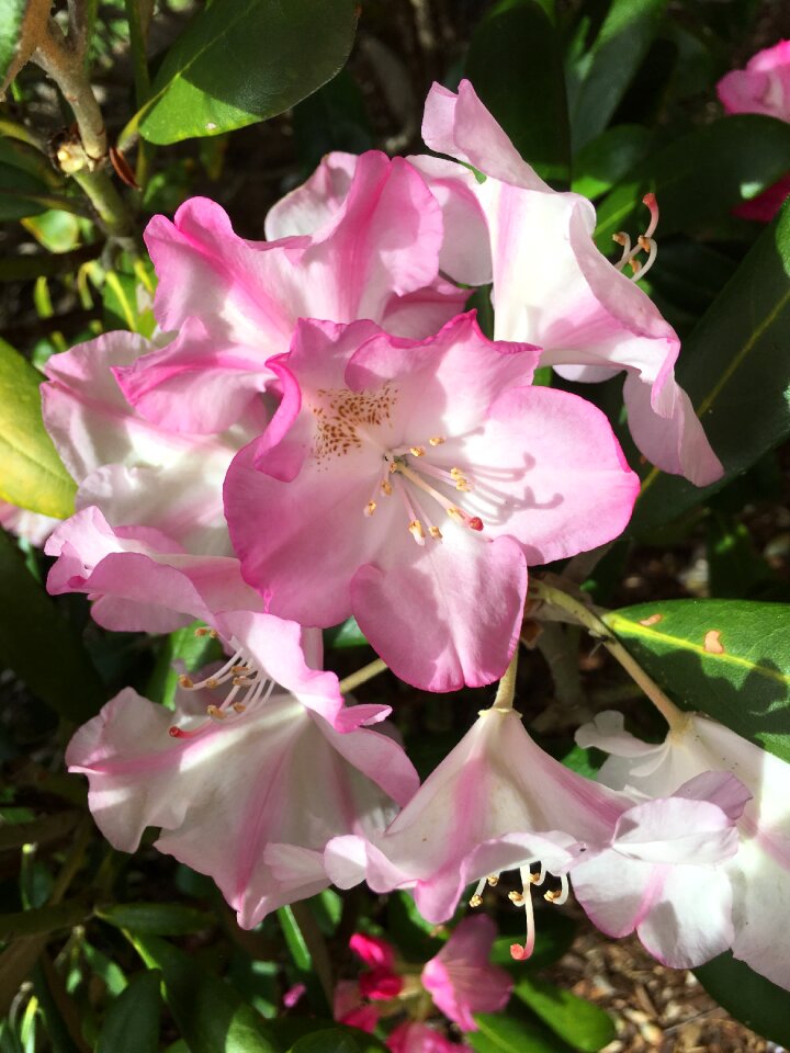 Bloom delicate flower