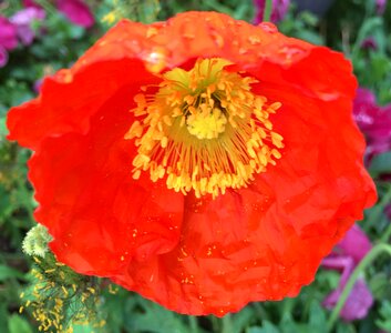 Orange poppy orange flower