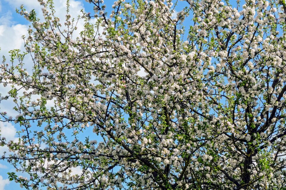 Bloom white pink
