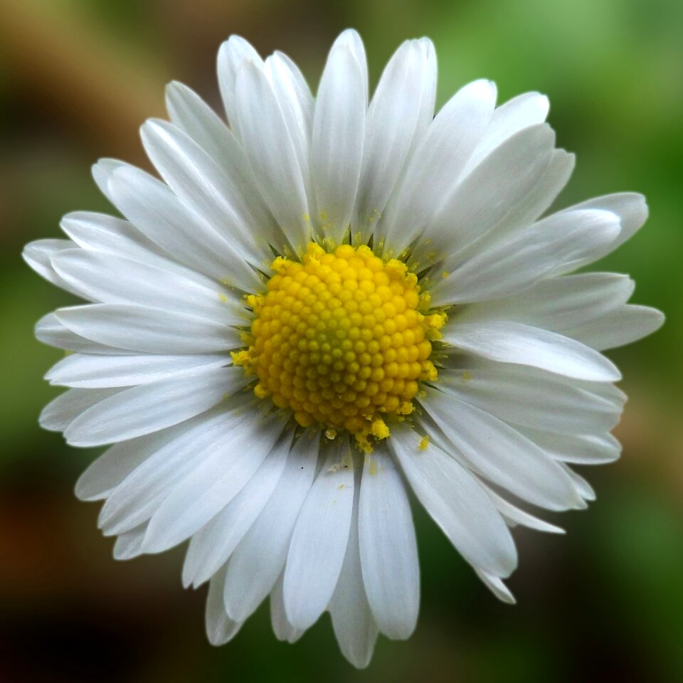 White spring lawn flower