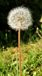 Close up spring stalk