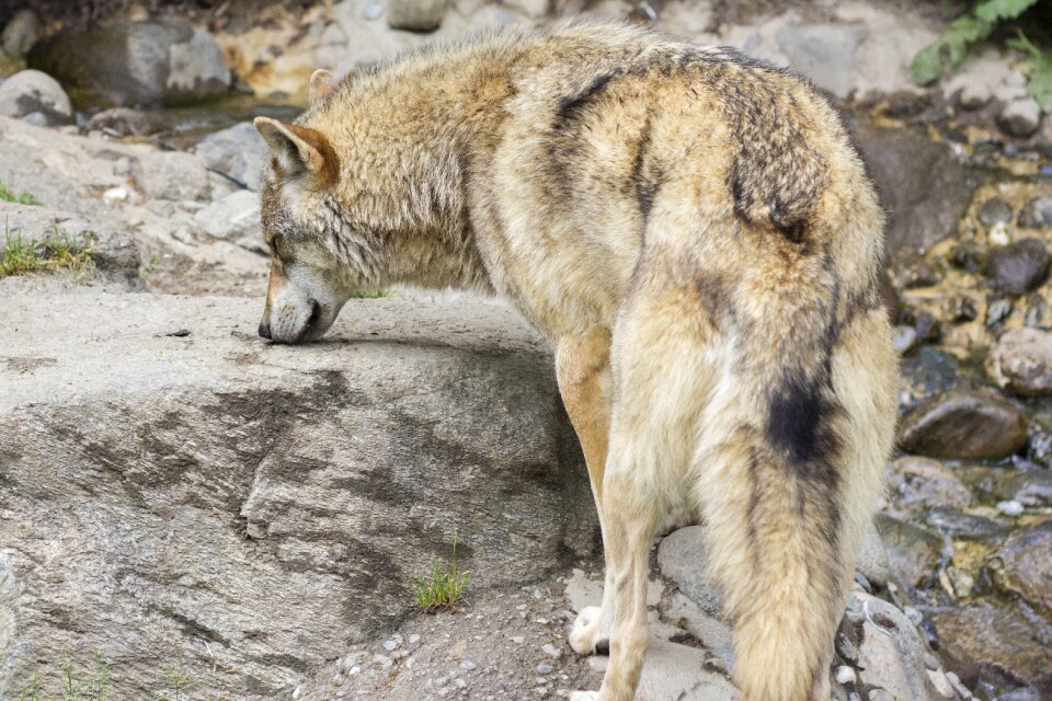 Canine hunter zoo