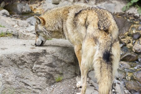 Canine hunter zoo