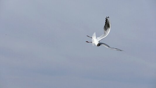 Animals bird seagull photo