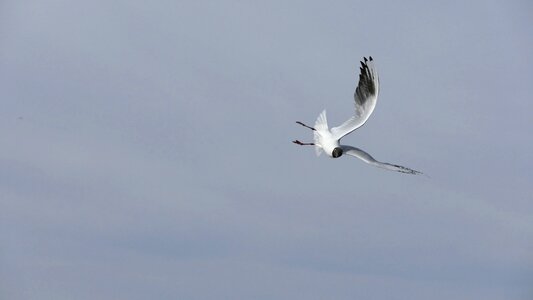 Animals bird seagull