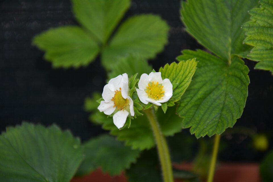 White flowers flowers strawberries