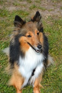 Sweet long coat doggy