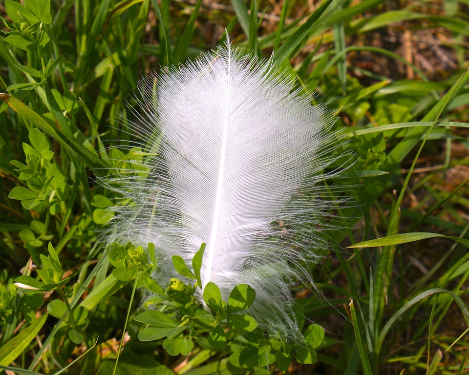 Easily swan grass tickling