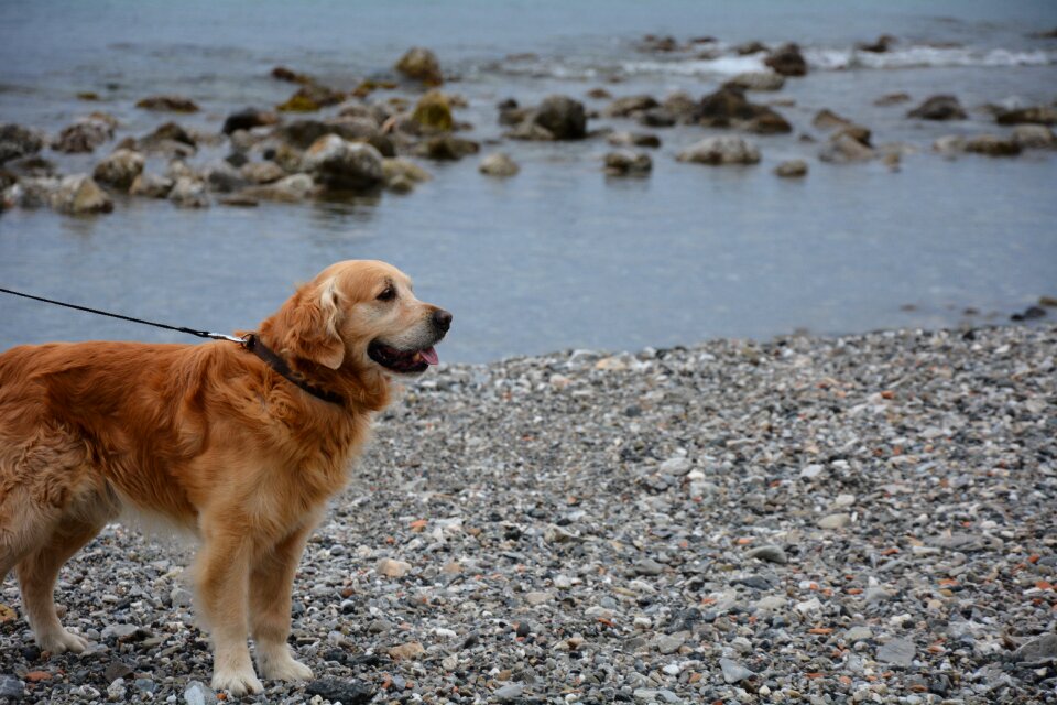 Golden retriever sea dog dog at the beach
