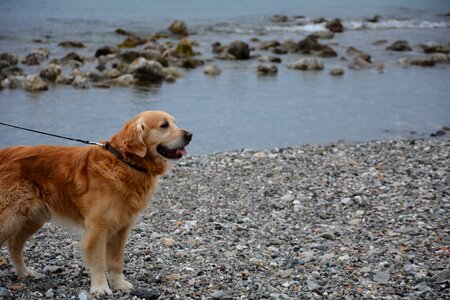 Golden retriever sea dog dog at the beach photo