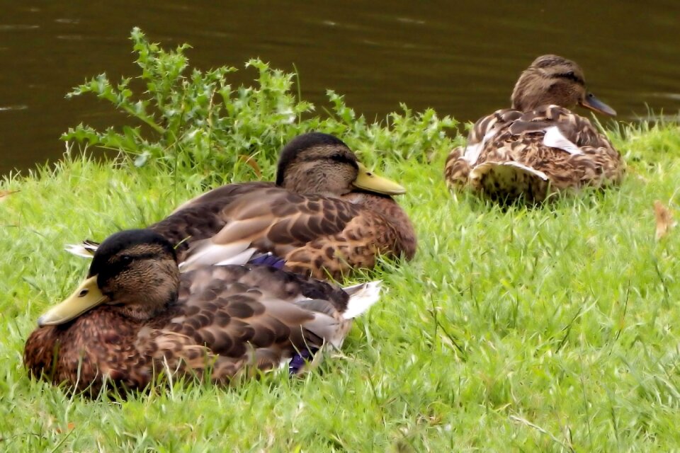 Water bird spring meadow pond