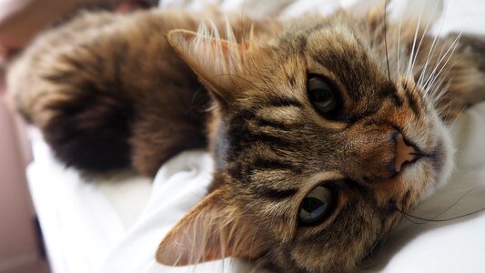 Pet comfortable cat kitty