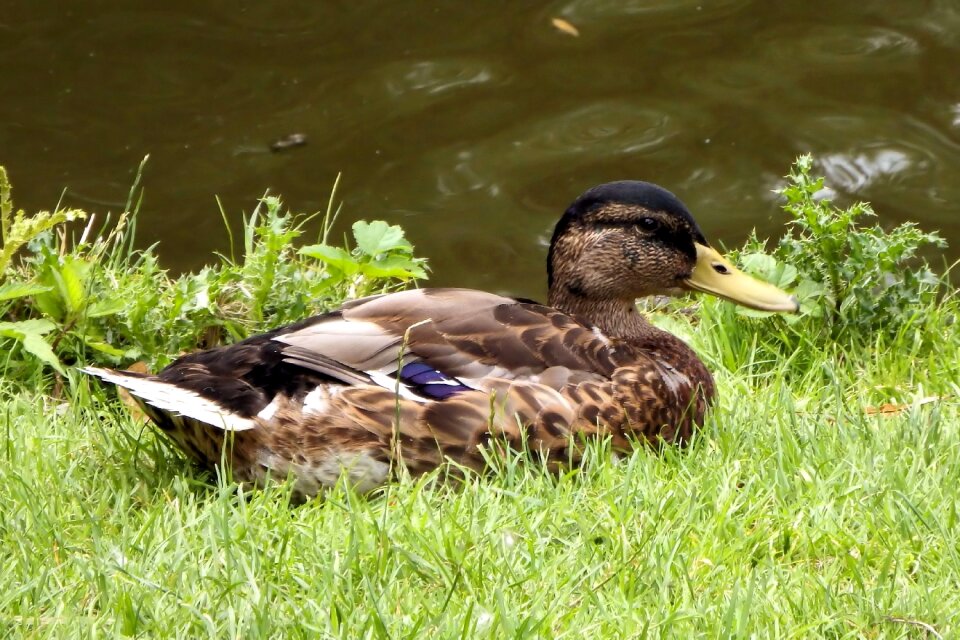 Water bird pond spring meadow