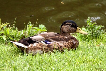 Water bird pond spring meadow photo