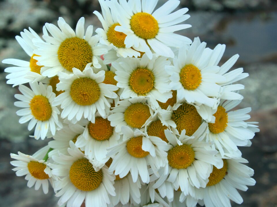 Leucanthemum vulgare nature petals