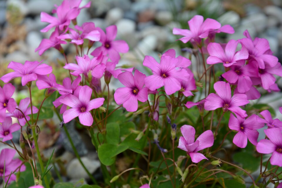 Flowers purple flowers wildflowers