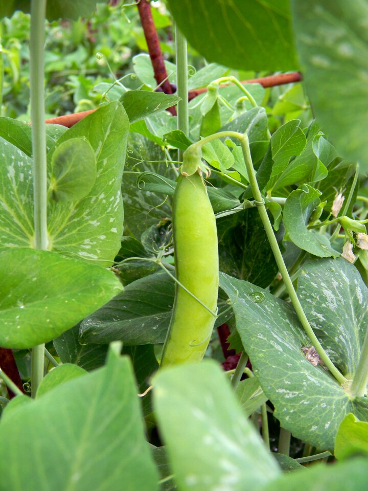 Farm dacha closeup